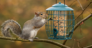squirrel proof feeders pro con blog post featured image