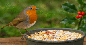 how to attract robins blog post featured image