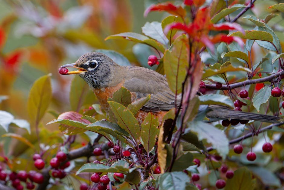 Birds feeding on hawthorn berries in garden setting
