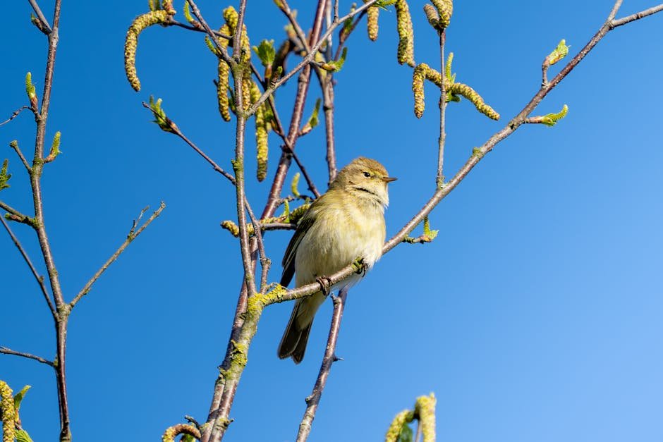 Chiffchaff on spring branch with emerging buds