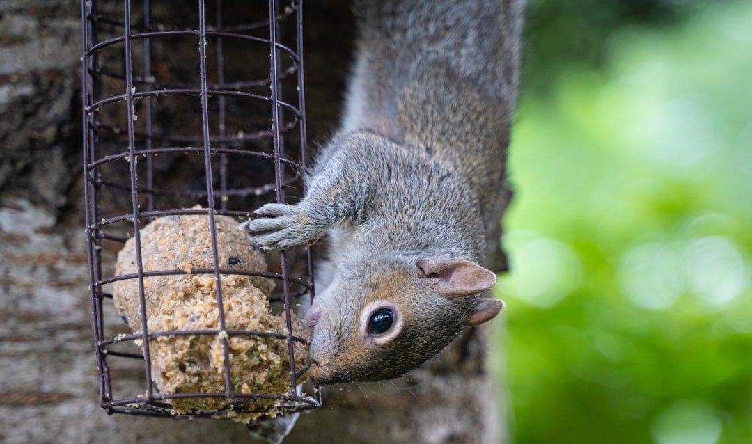 Different types of pest-proof bird feeders and protection devices