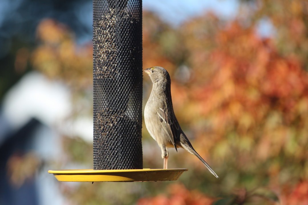 Diagram illustrating proper bird feeder placement and protection measurements